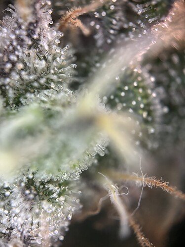 Growreport Bild 81