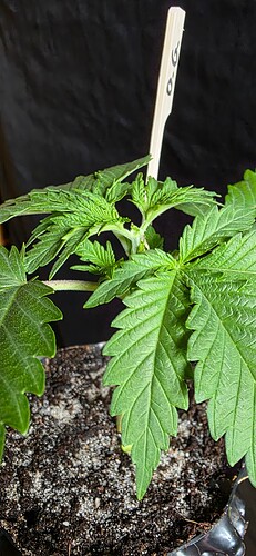 Growreport Bild 7