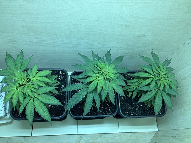 Growreport Bild 7