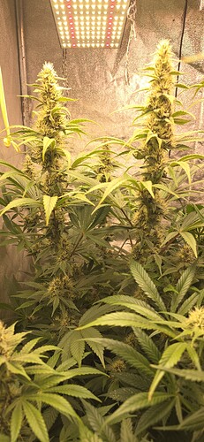 Growreport Bild 4