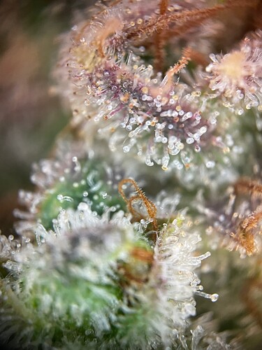 Growreport Bild 5