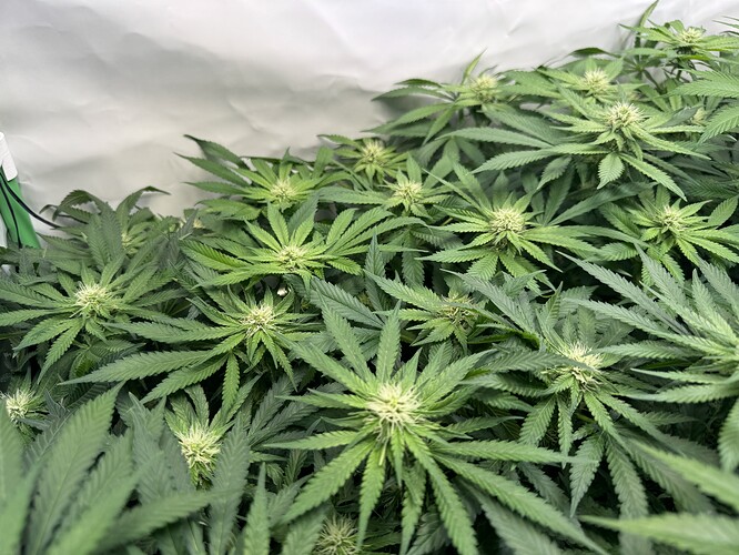 Growreport Bild 16