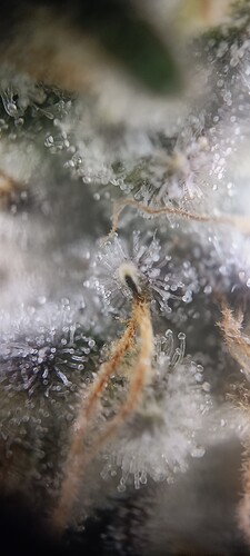 Growreport Bild 9