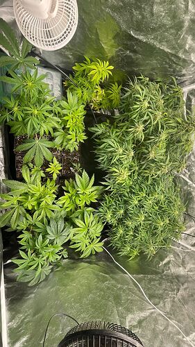 Draufsicht in ein Growzelt mit zwei blühenden Cannabis-Pflanzen auf der rechten Seite und mehreren kleineren Jungpflanzen in Töpfen auf der linken Seite.