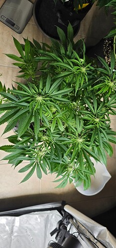 Growreport Bild 31