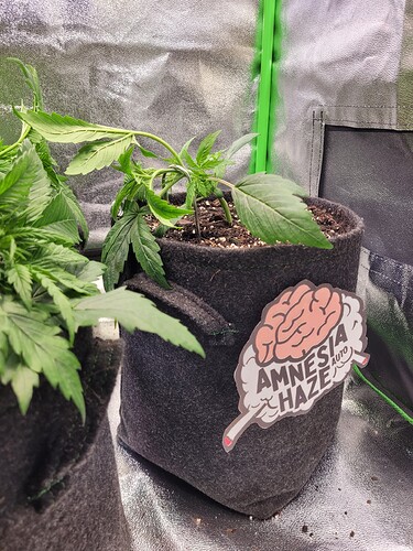 Growreport Bild 23