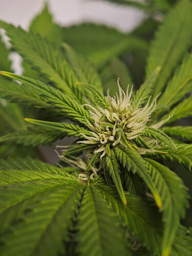 Growreport Bild 7