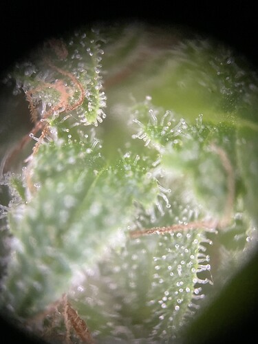 Growreport Bild 3
