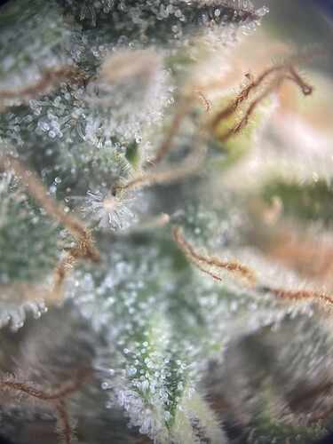 Growreport Bild 6