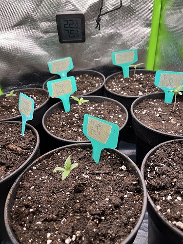 Growreport Bild 4