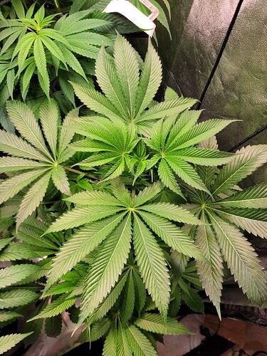Growreport Bild 6