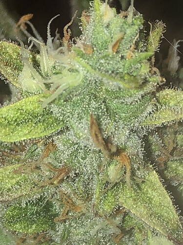 Growreport Bild 1