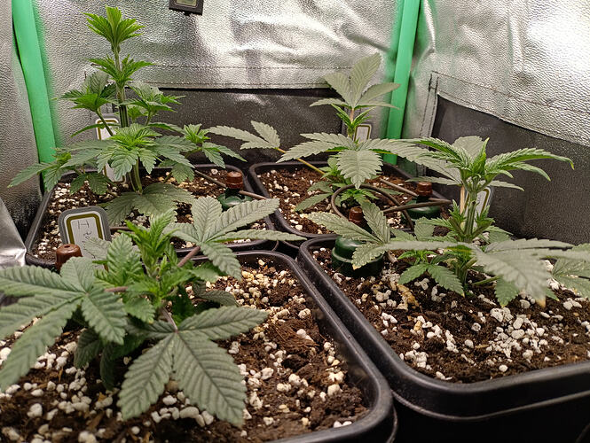 Growreport Bild 2