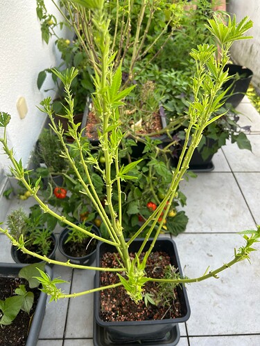 Growreport Bild 19