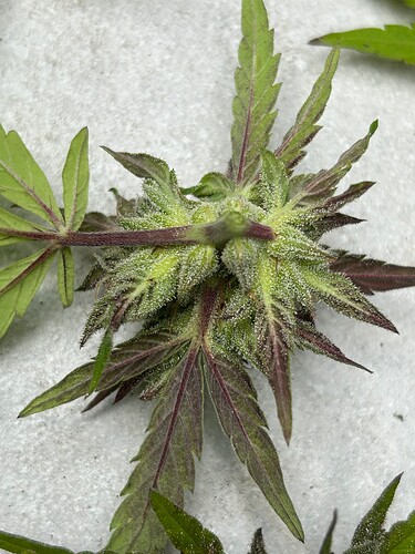 Growreport Bild 29