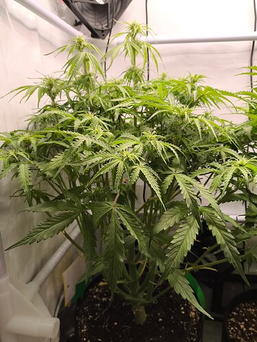 Growreport Bild 33