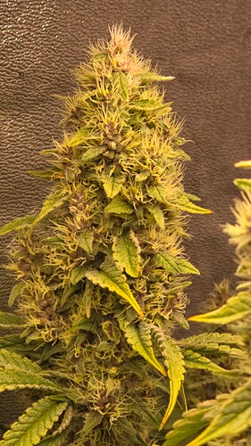 Growreport Bild 13