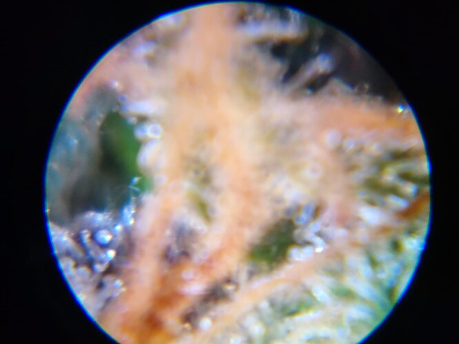 Growreport Bild 31