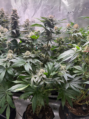 Growreport Bild 10