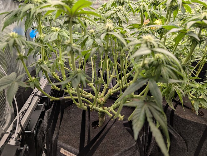Growreport Bild 6