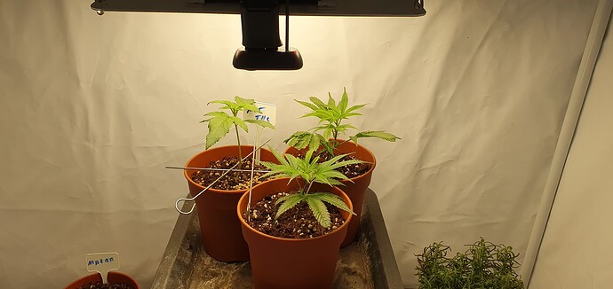 Growreport Bild 2