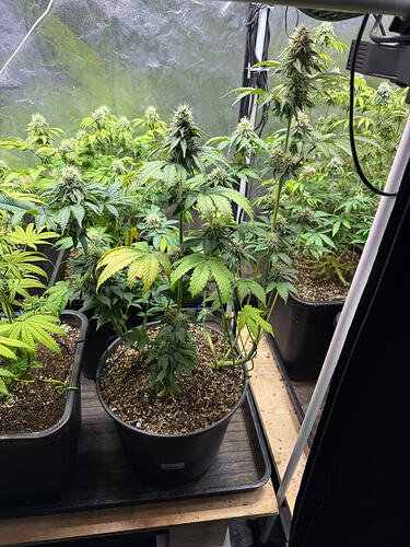 Growreport Bild 7
