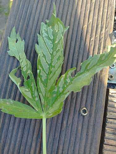 WhatsApp Bild 2025-07-01 um 19.43.31_26fff78d