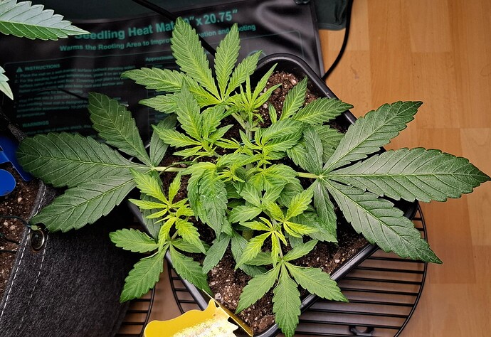 Growreport Bild 2