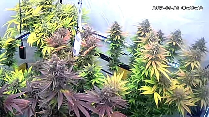 icam365Screenshot20250424001920208