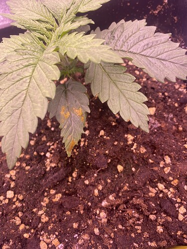 Growreport Bild 16