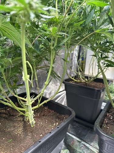 Growreport Bild 39