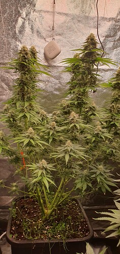 Growreport Bild 1