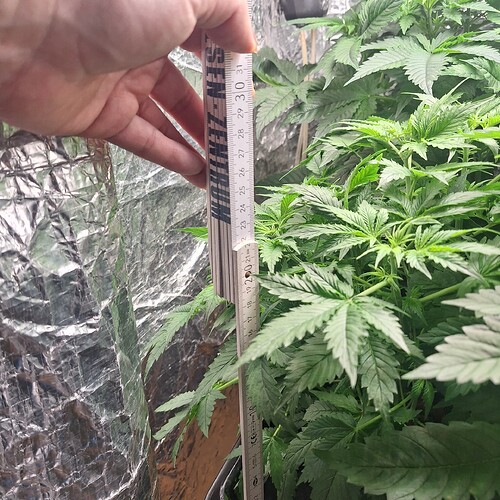 Eine Hand hält ein Maßband neben einer jungen Cannabispflanze, um deren Höhe zu messen. Die Pflanze ist im Wuchsstadium und zeigt viele grüne Blätter.