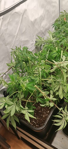 Growreport Bild 8