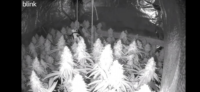 Screenshot_20241017_064226_Blink