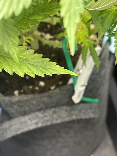 Growreport Bild 5