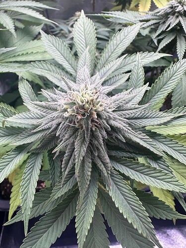 Growreport Bild 23