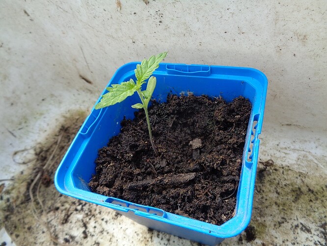 Easy Sativa