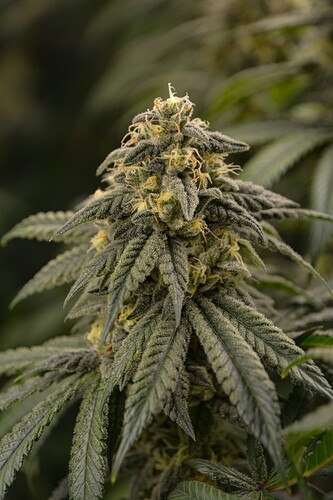 BT34-bud