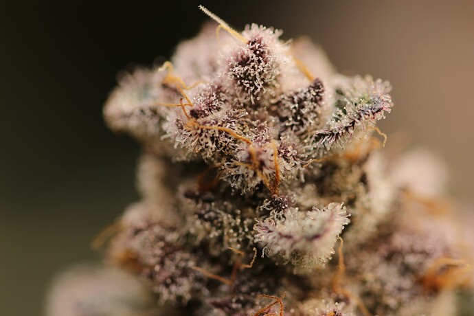 IMG_3970