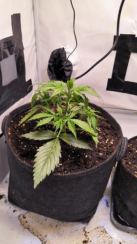 Growreport Bild 5