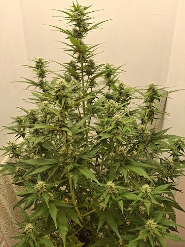 Growreport Bild 136