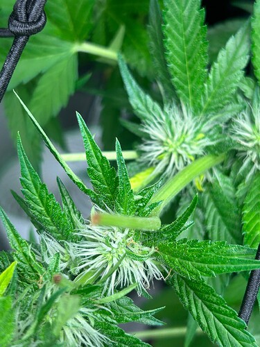 Growreport Bild 35