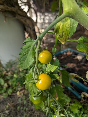 PXL_20250629_155604890