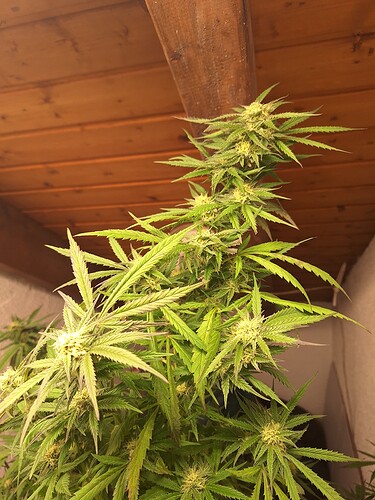 Growreport Bild 10