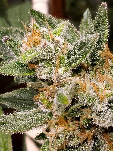 Growreport Bild 5