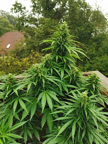 Growreport Bild 15