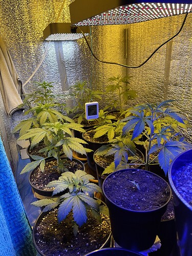 Growreport Bild 1