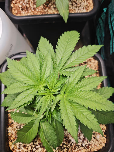 Growreport Bild 38