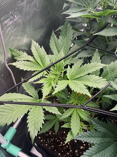 Growreport Bild 6